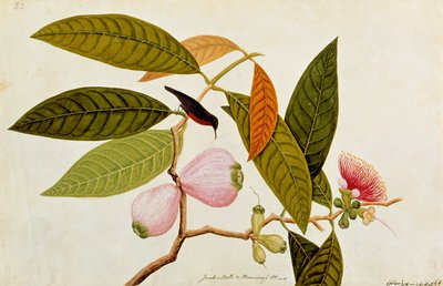 Jamboo, Boll and Humming Bird, from Drawings of Birds from Malacca by Chinese School